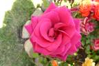 Pink Rosanna Kordana rose photo