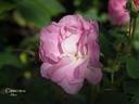 Clémentine rose photo