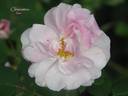Clémentine rose photo
