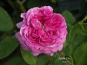 Adèle Heu rose photo