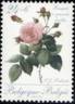 Bengale à grandes feuilles rose photo