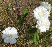 Mary Washington rose photo