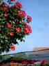 Red Cottage rose photo