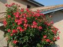 Red Cottage rose photo