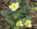 Lord Penzance rose photo