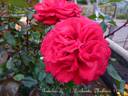 Rabelais rose photo