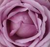 Indigoletta rose photo