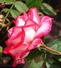 Olympic Torch rose photo