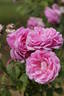 Vicomtesse d'Avesnes rose photo