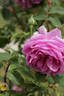 Vicomtesse d'Avesnes rose photo