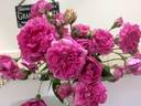 Ming Toy rose photo