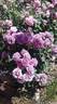 Terra Limburgia rose photo