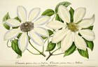 <i>C. patens</i> 'Helena' clematis photo