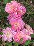 Borderer rose photo