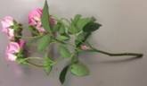 Ming Toy rose photo