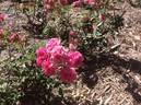 Ming Toy rose photo