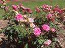 Ming Toy rose photo
