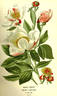 Albiflora peony photo