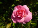 Gruss an Neumarkt rose photo