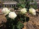 Coeur de Neige rose photo
