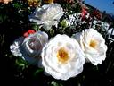 Nuage Blanc rose photo