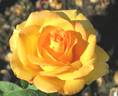 Tequila Gold rose photo