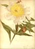 Adrian peony photo