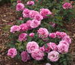 Tutu Mauve rose photo