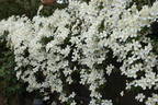 Persian Fragrance clematis photo