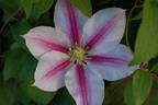 Andromeda clematis photo