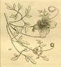 <i>C. graveolens</i> Lindl. clematis photo