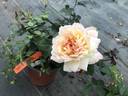 Delightful Phyllis rose photo