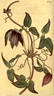<i>Clematis occidentalis</i> clematis photo