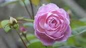 Cyd's Compassion rose photo