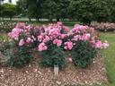 SOMlinone rose photo
