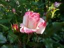 Abigaile ® rose photo