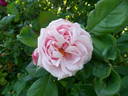 Anna Scharsach rose photo