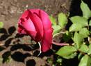 TAN96295 rose photo