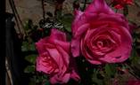 Hot Lady rose photo