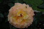 Solitaire rose photo