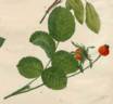 Rosa holosericea duplex rose photo