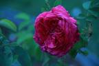 Etienne rose photo