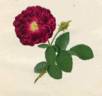 Rosa sanguineo-purpurea atra rose photo
