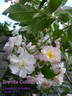 Brenda Colvin rose photo
