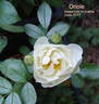 Oriole rose photo