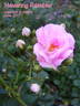 Havering Rambler rose photo