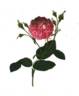 Rosa polyanthos rose photo