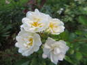 Grandma Bunny rose photo