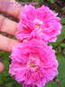 Petite Orléanaise rose photo