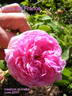 Gloire de France rose photo